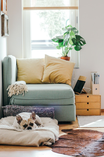 A bright living room corner with a soft green sofa, yellow accent pillows, a leafy potted plant, and a small resting dog on a cushion, evoking a warm cozy domestic atmosphere